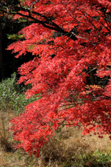 静けさ漂うタカドヤ湿地の紅葉#3