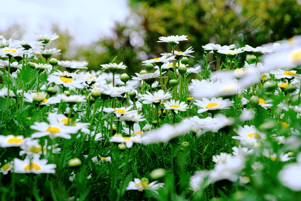 おまけ・マーガレット