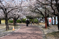 明石公園のサクラとおとぎ列車＃１０
