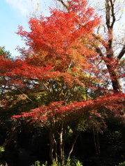 京都風情タップリ丈山苑#2