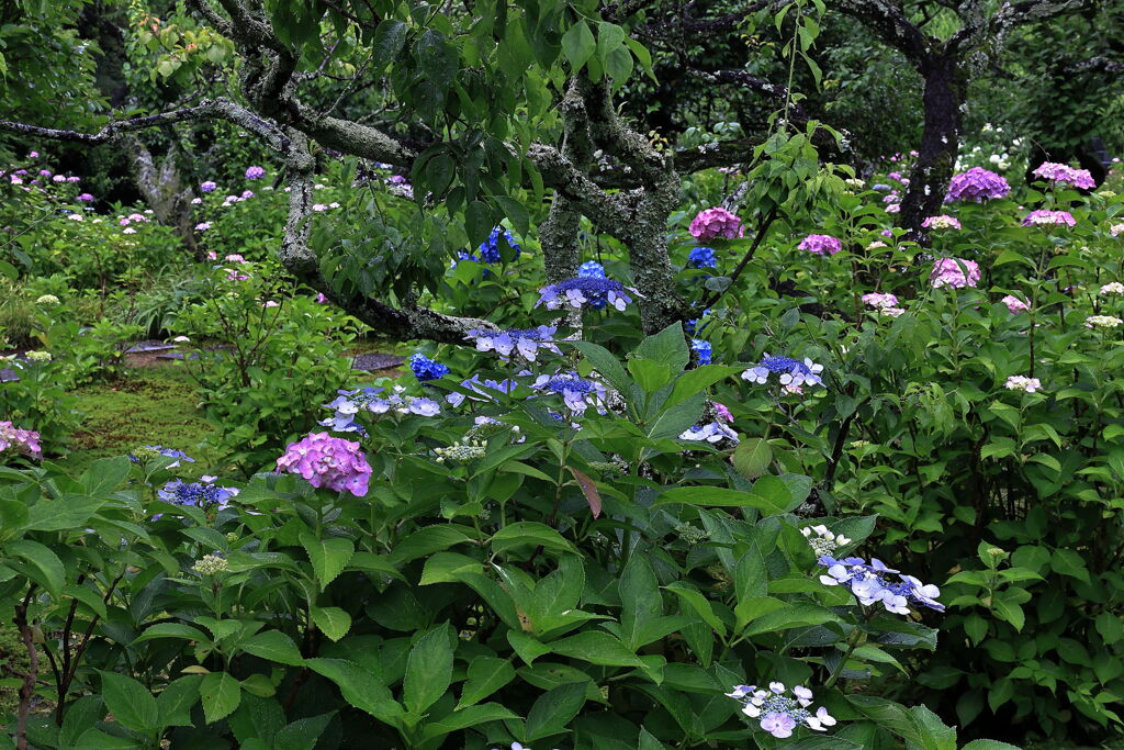 雨に濡れた紫陽花の花＃８