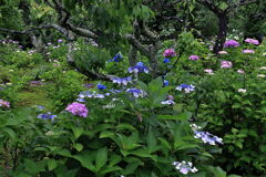 雨に濡れた紫陽花の花＃８