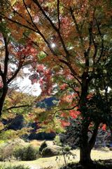 見頃を迎えた松平郷の紅葉#4