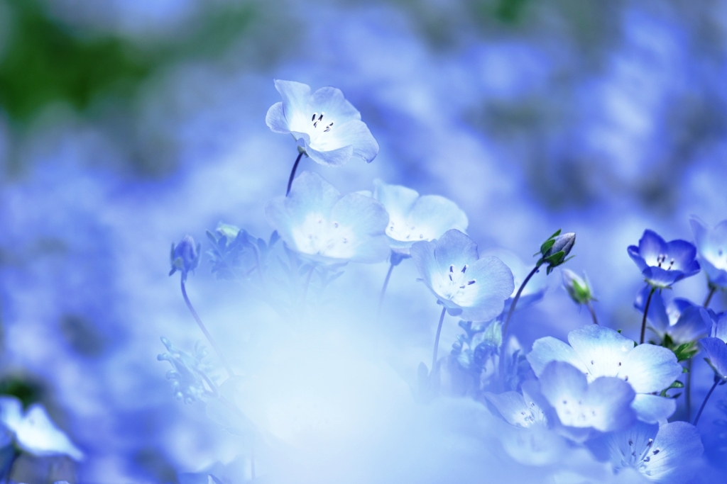 ネモフィラがもう～見頃＃２