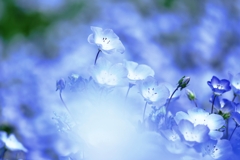 ネモフィラがもう～見頃＃２