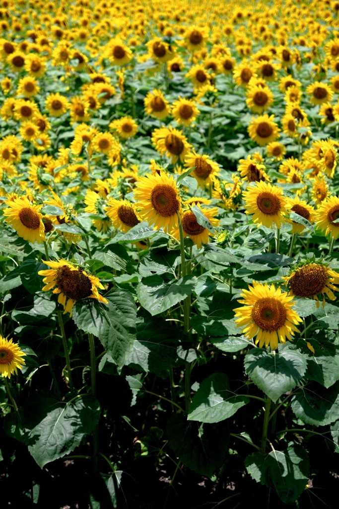 夏の風物詩・向日葵＃１０