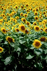 夏の風物詩・向日葵＃１０