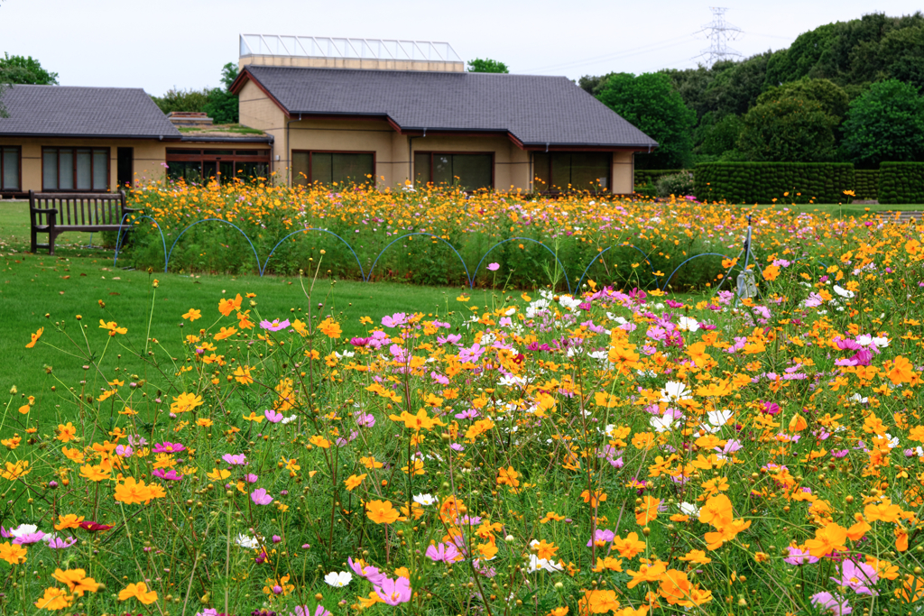 秋景色JERAパークの花たち＃６