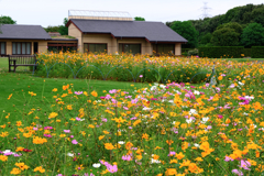 秋景色JERAパークの花たち＃６