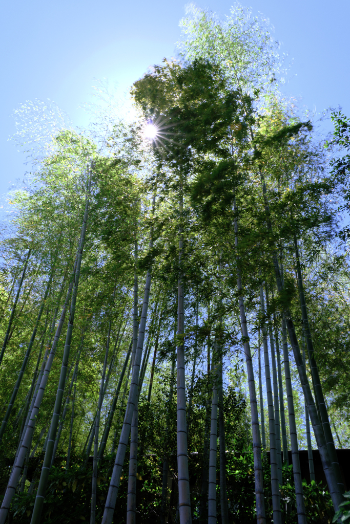 新緑眩しい丈山苑（Part2）＃１０