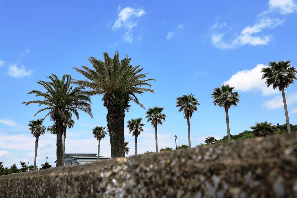 南国風情漂う白谷海浜公園＃６