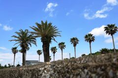 南国風情漂う白谷海浜公園#6