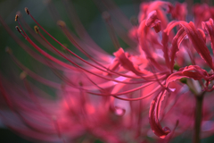 咲き始めた紅い彼岸花#7