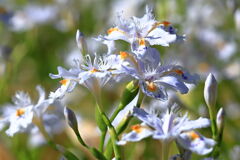 サクラから次の花へ移り変わり＃３