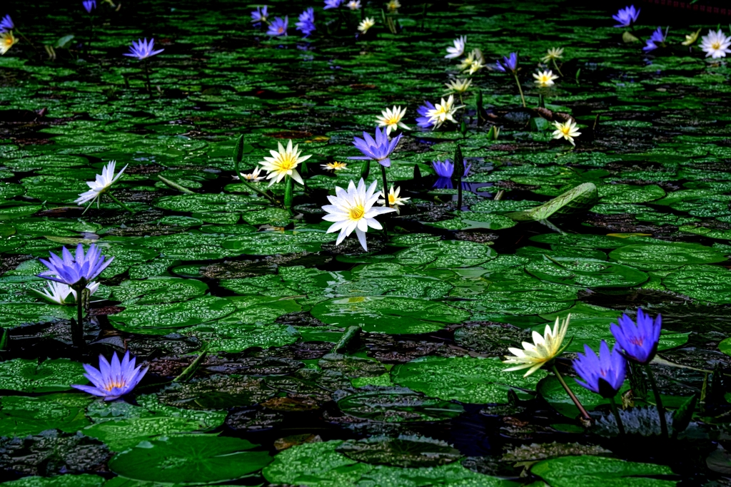 あおいパーク・スイレン見頃＃１０