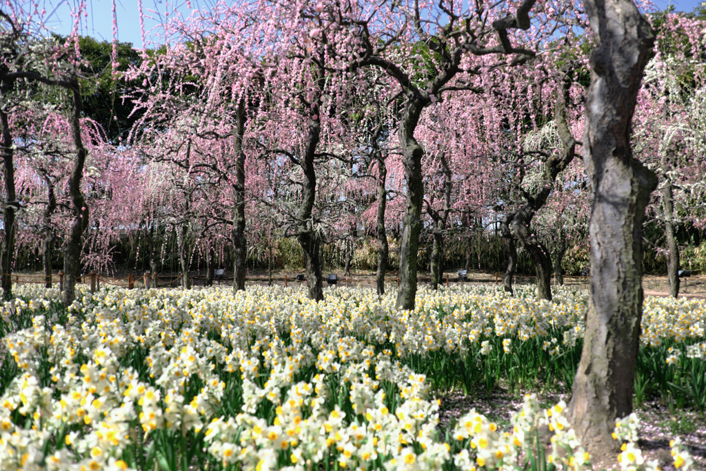 枝垂れ梅の花吹雪＃６