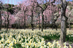 枝垂れ梅の花吹雪#6