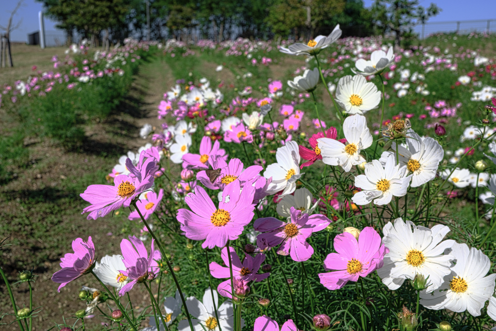 油ヶ淵水辺公園のコスモス＃４