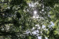緑が眩しい丈山苑＃１０