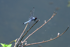 岡崎の大正池こと小呂池#8