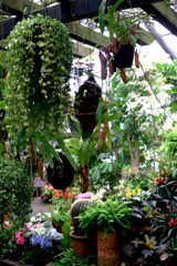 あおいパークで出会った花たち＃６