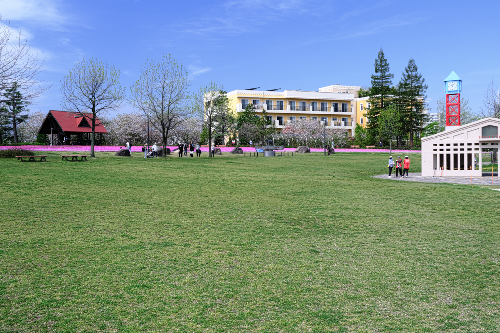 ミササガパークの芝ザクラ見頃＃３