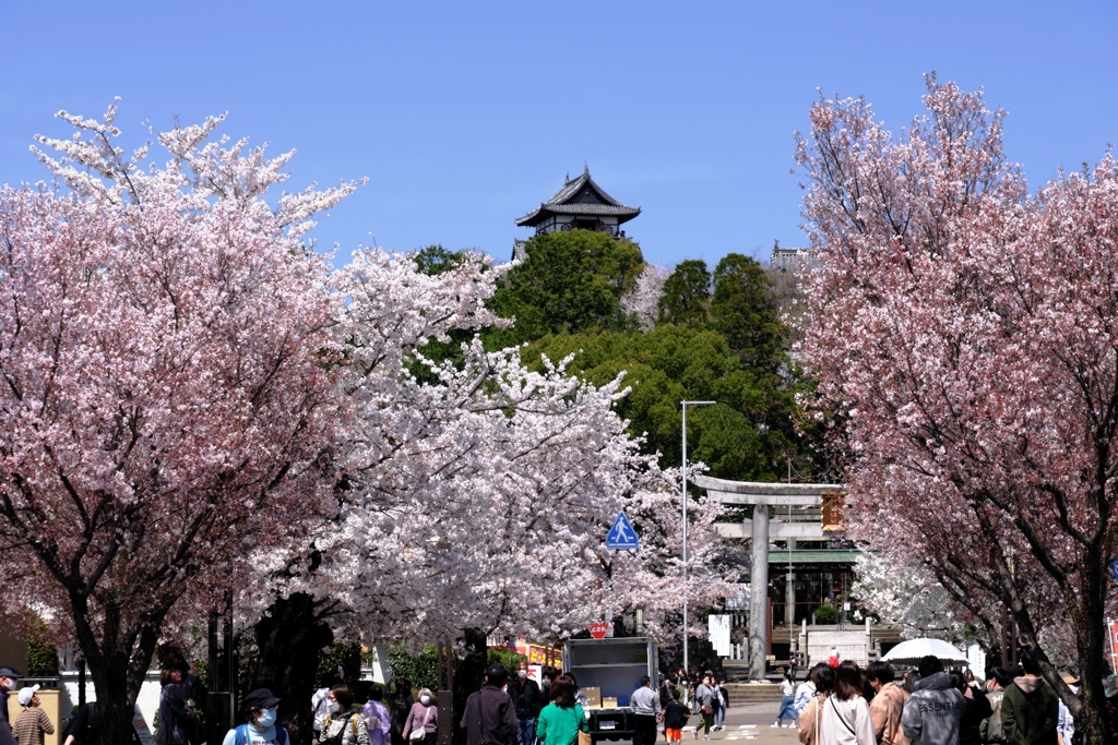 国宝犬山城と満開サクラのコラボ＃７