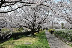 ソメイヨシノが満開のサクラ並木#2