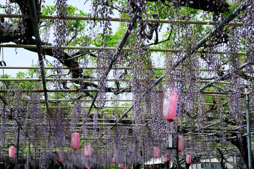 ローカルでも歴史のある藤園＃８