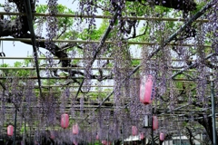 ローカルでも歴史のある藤園＃８