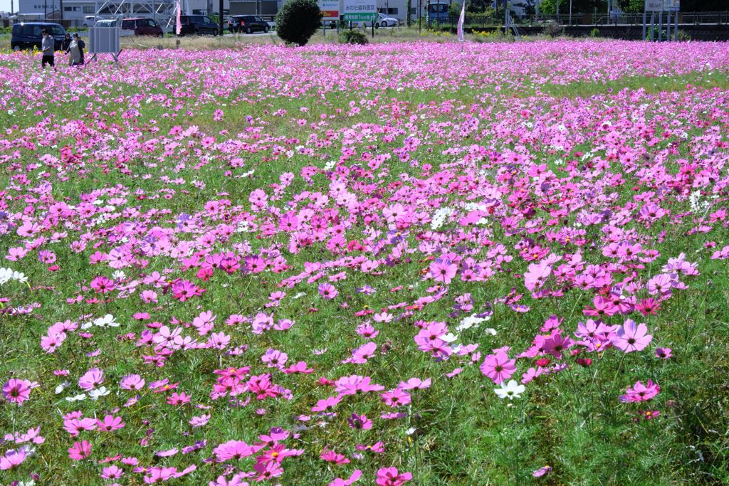 季節外れの向日葵とコスモスのコラボ＃６