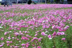 季節外れの向日葵とコスモスのコラボ＃６