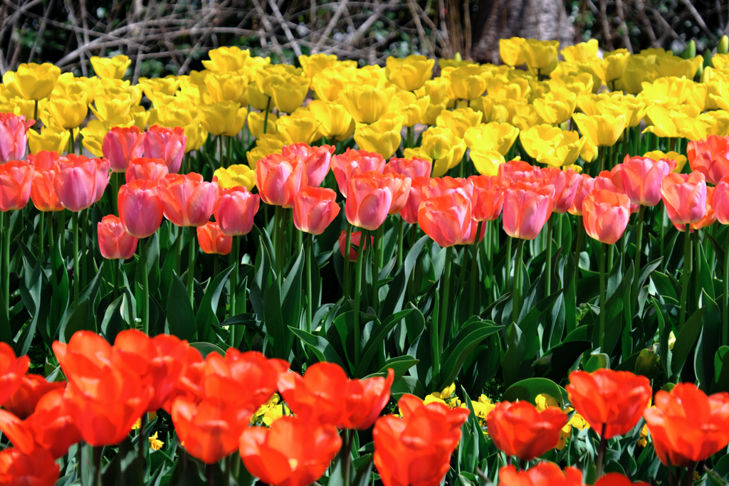 カラフルな早咲きのチューリップ＃７