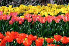 カラフルな早咲きのチューリップ#7
