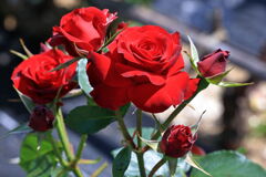 ミササガパーク薔薇が見頃＃８