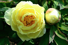 見頃を迎えた牡丹の花#7