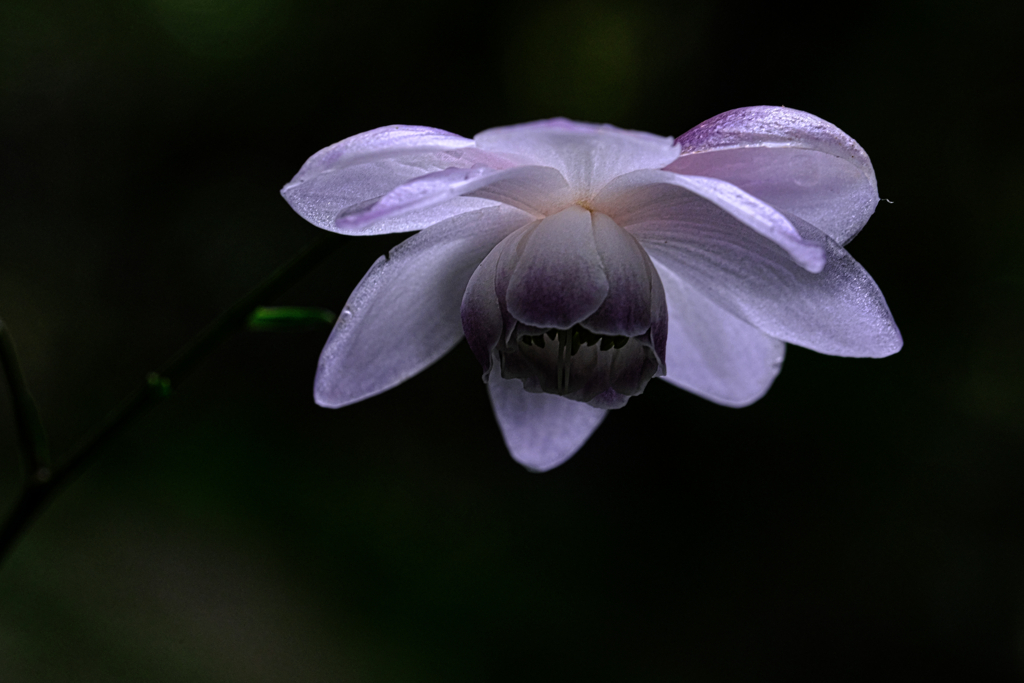 森の妖精・レンゲショウマ＃８