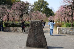 見頃を迎えた枝垂れ梅#1