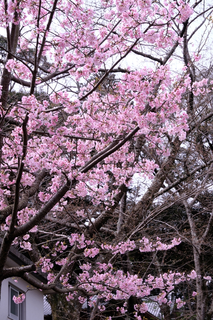 源空院の枝垂れサクラが見頃＃１０