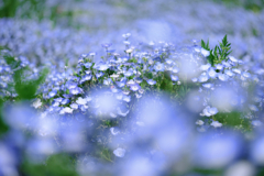 春を彩るネモフィラ#6