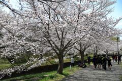 ソメイヨシノが満開のサクラ並木#7