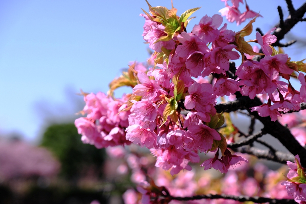 河津桜が満開・なばなの里＃６