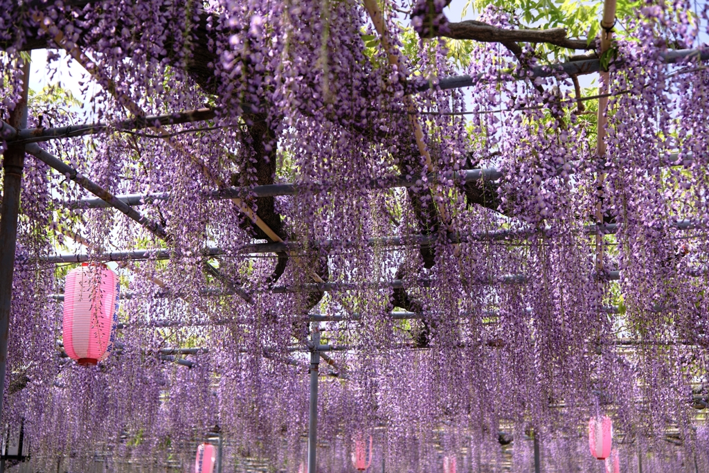 ちょっと早かった広藤園の藤＃７