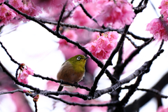 雨上がりの寒緋サクラと野鳥たち＃７