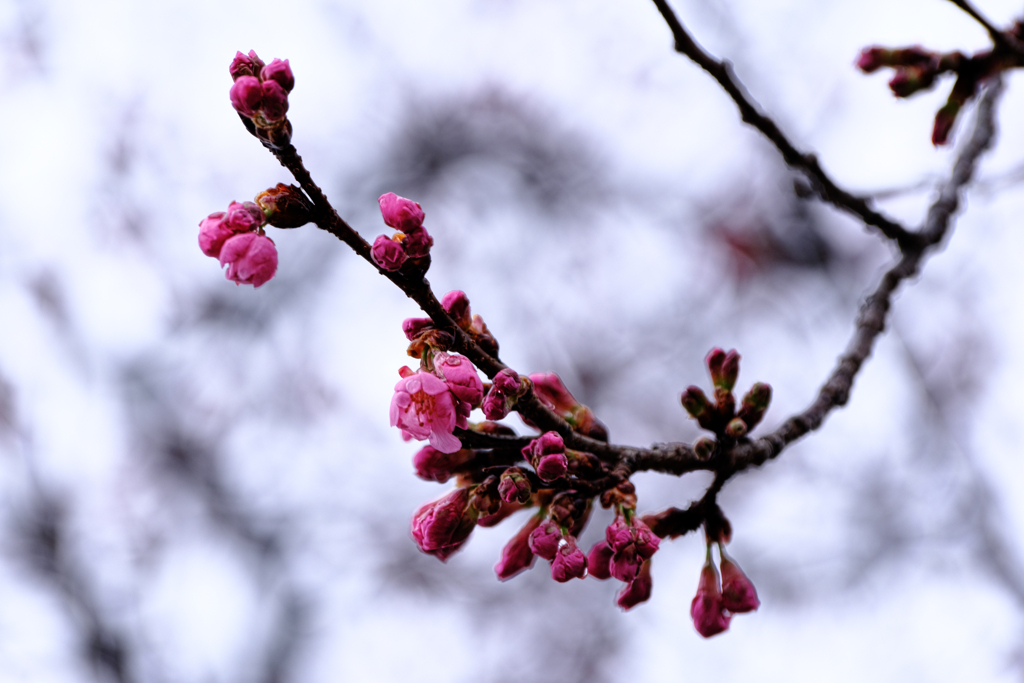 やっと咲き始めた寒緋桜＃１