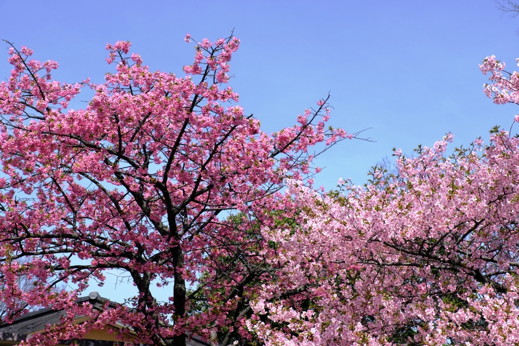 河津桜が満開・なばなの里＃８