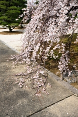 地面を這いつくばう枝垂れ桜#2