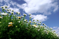 春爛漫・花盛り~#6