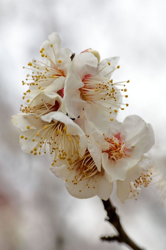 やっと咲き始めた梅の花＃１０