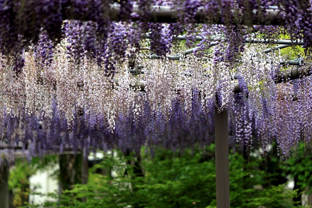 津島市・天王川の藤まつり＃６